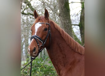 Irish Sport Horse, Wallach, 4 Jahre, 162 cm, Fuchs