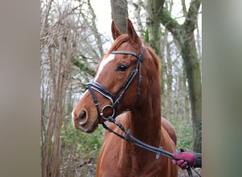 Irish Sport Horse, Wallach, 4 Jahre, 162 cm, Fuchs