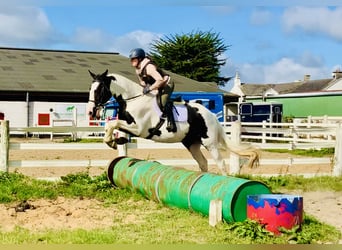 Irish Sport Horse, Wallach, 4 Jahre, 162 cm, Schecke