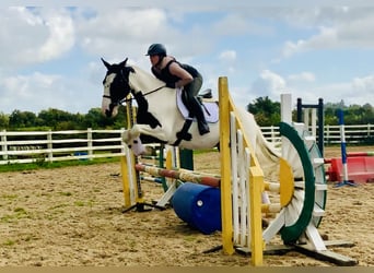 Irish Sport Horse, Wallach, 4 Jahre, 162 cm, Schecke