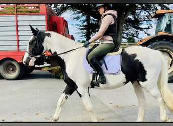 Irish Sport Horse, Wallach, 4 Jahre, 162 cm, Schecke