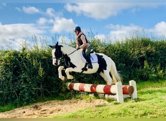 Irish Sport Horse, Wallach, 4 Jahre, 162 cm, Schecke