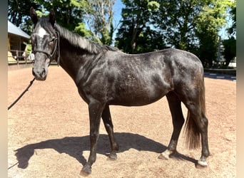 Irish Sport Horse, Wallach, 4 Jahre, 162 cm, Schimmel