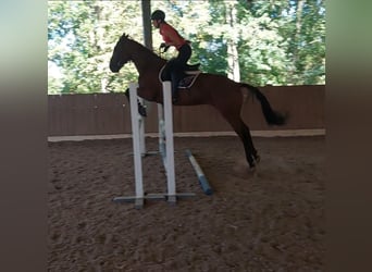 Irish Sport Horse, Wallach, 4 Jahre, 163 cm, Brauner