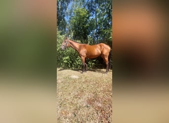 Irish Sport Horse, Wallach, 4 Jahre, 163 cm, Brauner