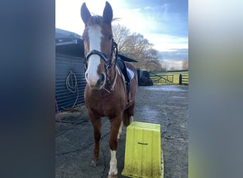 Irish Sport Horse, Wallach, 4 Jahre, 163 cm, Fuchs