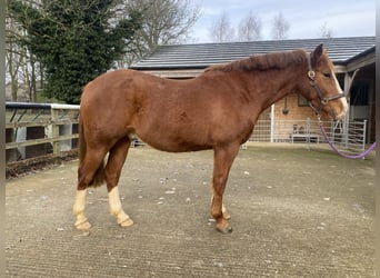 Irish Sport Horse, Wallach, 4 Jahre, 163 cm, Fuchs