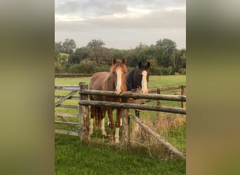 Irish Sport Horse, Wallach, 4 Jahre, 163 cm, Fuchs