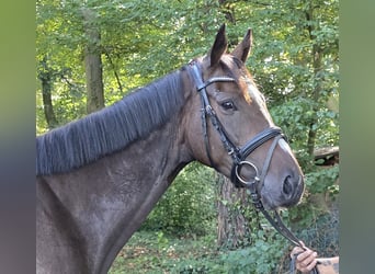 Irish Sport Horse, Wallach, 4 Jahre, 163 cm, Schwarzbrauner