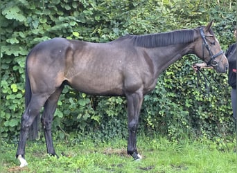 Irish Sport Horse, Wallach, 4 Jahre, 163 cm, Schwarzbrauner