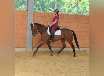 Irish Sport Horse, Wallach, 4 Jahre, 164 cm, Brauner