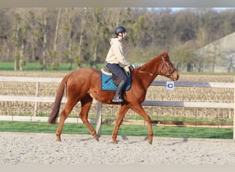 Irish Sport Horse, Wallach, 4 Jahre, 164 cm, Dunkelfuchs