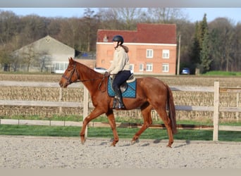 Irish Sport Horse, Wallach, 4 Jahre, 164 cm, Dunkelfuchs
