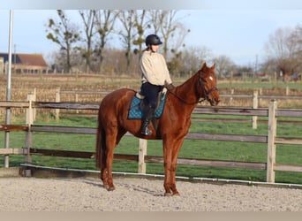 Irish Sport Horse, Wallach, 4 Jahre, 164 cm, Dunkelfuchs