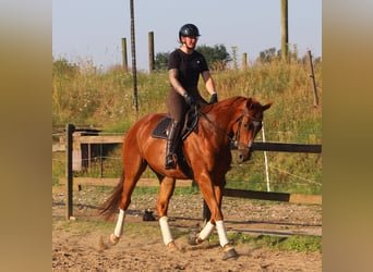 Irish Sport Horse Mix, Wallach, 4 Jahre, 164 cm