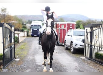 Irish Sport Horse, Wallach, 4 Jahre, 164 cm, Rappe