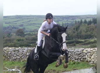 Irish Sport Horse, Wallach, 4 Jahre, 164 cm, Rappe