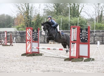 Irish Sport Horse, Wallach, 4 Jahre, 164 cm, Rappe