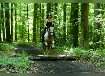 Irish Sport Horse, Wallach, 4 Jahre, 164 cm, Schecke