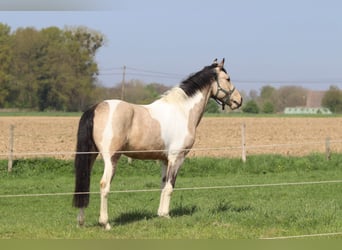 Irish Sport Horse, Wallach, 4 Jahre, 164 cm, Schecke