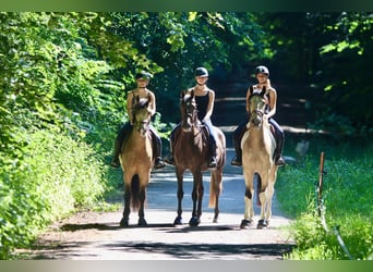 Irish Sport Horse, Wallach, 4 Jahre, 164 cm, Schecke
