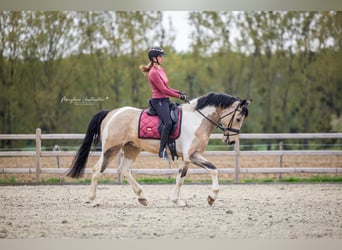 Irish Sport Horse, Wallach, 4 Jahre, 164 cm, Schecke