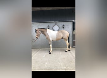Irish Sport Horse, Wallach, 4 Jahre, 164 cm, Schecke