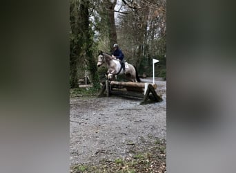 Irish Sport Horse, Wallach, 4 Jahre, 164 cm, Schecke