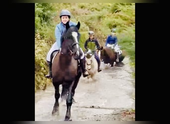 Irish Sport Horse, Wallach, 4 Jahre, 165 cm, Rappe