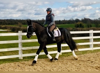 Irish Sport Horse, Wallach, 4 Jahre, 165 cm, Rappe