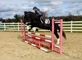 Irish Sport Horse, Wallach, 4 Jahre, 165 cm, Rappe