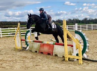Irish Sport Horse, Wallach, 4 Jahre, 165 cm, Rappe