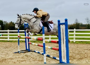 Irish Sport Horse, Wallach, 4 Jahre, 165 cm, Schimmel