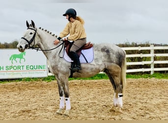 Irish Sport Horse, Wallach, 4 Jahre, 165 cm, Schimmel