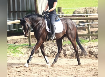 Irish Sport Horse, Wallach, 4 Jahre, 165 cm, Schwarzbrauner