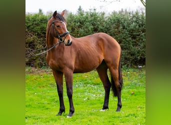 Irish Sport Horse, Wallach, 4 Jahre, 166 cm, Brauner