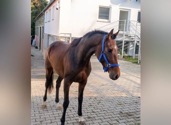 Irish Sport Horse, Wallach, 4 Jahre, 168 cm, Brauner