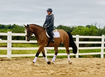Irish Sport Horse, Wallach, 4 Jahre, 168 cm, Brauner