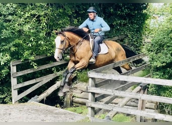 Irish Sport Horse, Wallach, 4 Jahre, 168 cm, Brauner