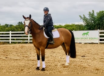 Irish Sport Horse, Wallach, 4 Jahre, 168 cm, Brauner
