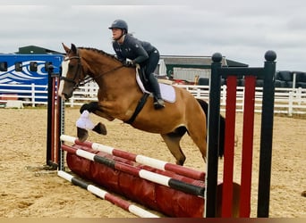 Irish Sport Horse, Wallach, 4 Jahre, 168 cm, Brauner