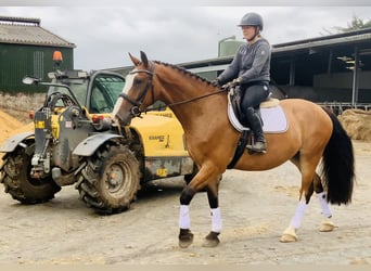 Irish Sport Horse, Wallach, 4 Jahre, 168 cm, Brauner