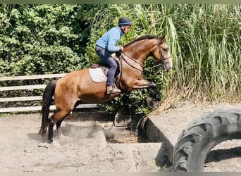 Irish Sport Horse, Wallach, 4 Jahre, 168 cm, Brauner