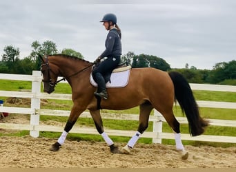 Irish Sport Horse, Wallach, 4 Jahre, 168 cm, Brauner