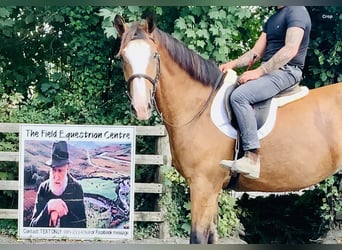 Irish Sport Horse, Wallach, 4 Jahre, 168 cm, Brauner