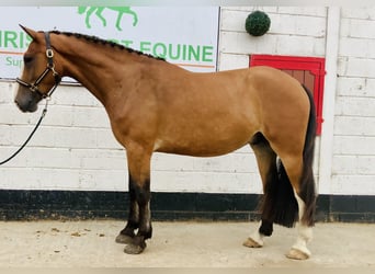 Irish Sport Horse, Wallach, 4 Jahre, 168 cm, Brauner