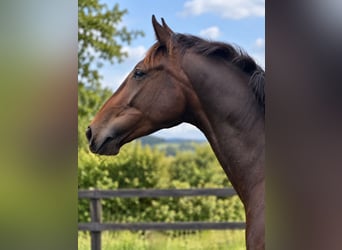 Irish Sport Horse, Wallach, 4 Jahre, 168 cm, Brauner