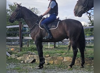 Irish Sport Horse, Wallach, 4 Jahre, 168 cm, Brauner