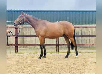 Irish Sport Horse, Wallach, 4 Jahre, 168 cm, Brauner