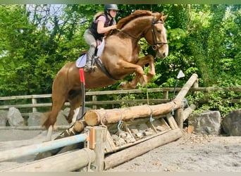 Irish Sport Horse, Wallach, 4 Jahre, 168 cm, Fuchs